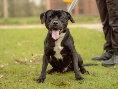 Townes | Terrier (Staffordshire Bull) Cross | Kenilworth (West Midlands) - 3