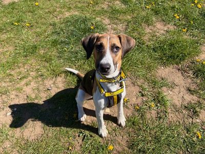Hali — Beagle Cross