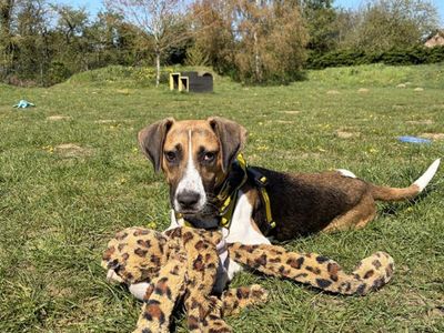Hali | Beagle Cross | Snetterton (Norfolk) - 2
