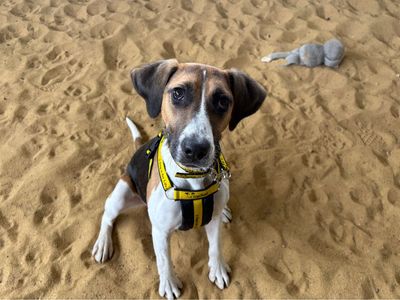 Hali | Beagle Cross | Snetterton (Norfolk) - 3