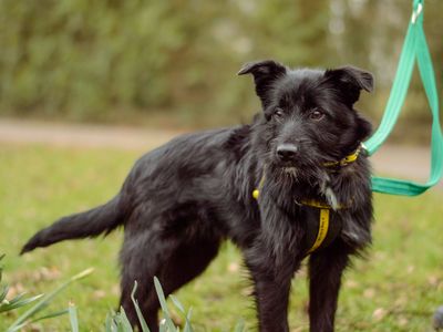 Heinz | Terrier (Jack Russell) Cross | Kenilworth (West Midlands) - 3