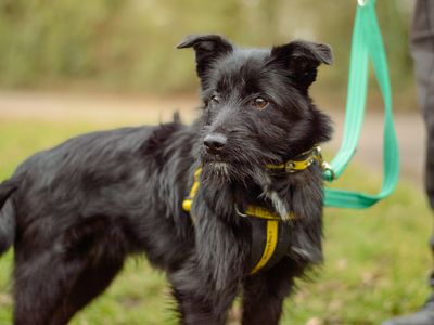 Heinz | Terrier (Jack Russell) Cross | Kenilworth (West Midlands) - 2