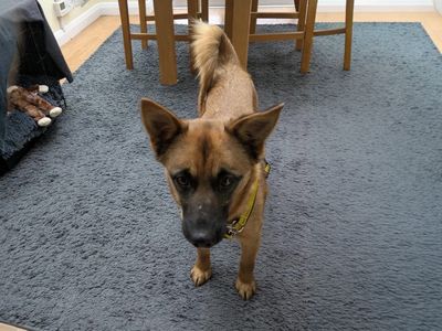 Hyacinth | Crossbreed | Basildon (Essex) - 5