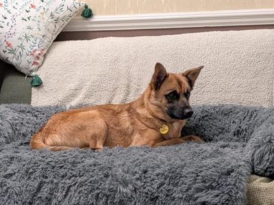 Hyacinth | Crossbreed | Basildon (Essex) - 3