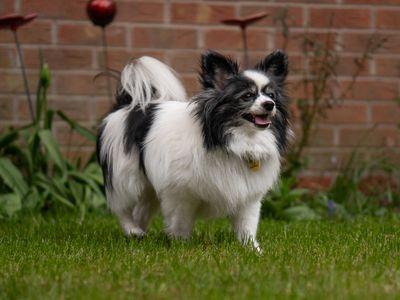 Evie | Papillon | Kenilworth (West Midlands) - 3