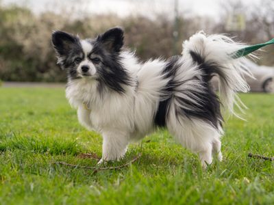 Evie | Papillon | Kenilworth (West Midlands) - 2