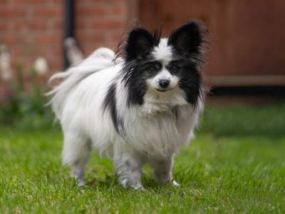 Tali | Papillon | Kenilworth (West Midlands) - 3