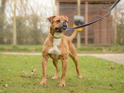 Hilda | Mastiff Cross | Kenilworth (West Midlands) - 5