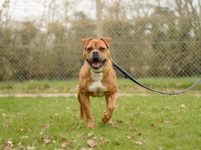 Hilda | Mastiff Cross | Kenilworth (West Midlands) - 3