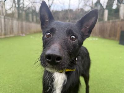Finch | Terrier (Jack Russell) Cross | Glasgow - 1