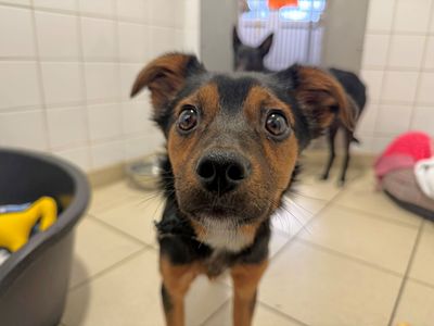 Finch & Valentine | Terrier (Jack Russell) Cross | Glasgow - 5