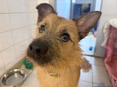 Hope | Terrier (Border) Cross | Glasgow - 3