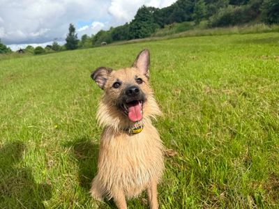 Hope, a 1 year old female Border Terrier available for adoption from Dogs Trust in Scotland