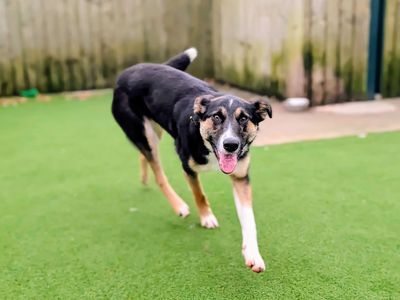 Hollie | New Zealand Huntaway Cross | Cardiff - 5