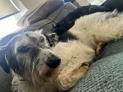 Hank | Lurcher | Merseyside (Liverpool) - 5