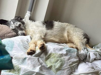 Hank | Lurcher | Merseyside (Liverpool) - 3