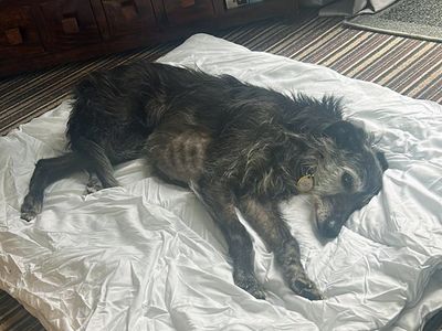 Hen, a 11 years old female Whippet available for adoption from Dogs Trust in Merseyside