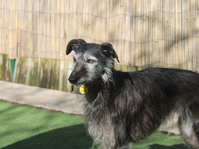 Hen | Whippet Cross | Merseyside (Liverpool) - 5