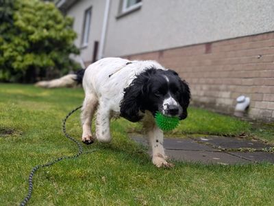 Harlow | Spaniel (English Springer) | West Calder (Edinburgh) - 3