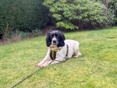 Harlow | Spaniel (English Springer) | West Calder (Edinburgh) - 2