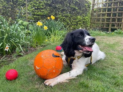 Harlow | Spaniel (English Springer) | West Calder (Edinburgh) - 5