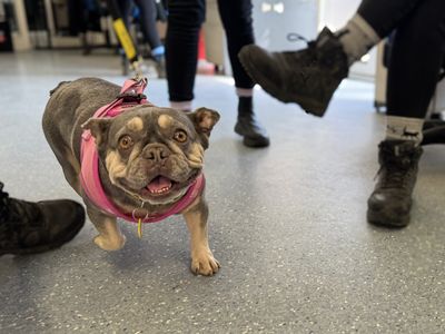 Nelly | French Bulldog | Basildon (Essex) - 3