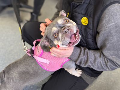 Nelly | French Bulldog | Basildon (Essex) - 2