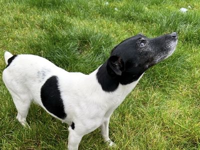 Betty | Terrier (Fox Smooth) | Salisbury (Wiltshire) - 3