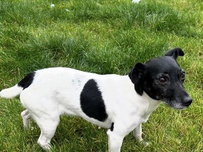 Betty | Terrier (Fox Smooth) | Salisbury (Wiltshire) - 2