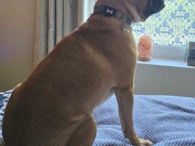 Mops | Terrier (Jack Russell) Cross | Salisbury (Wiltshire) - 3