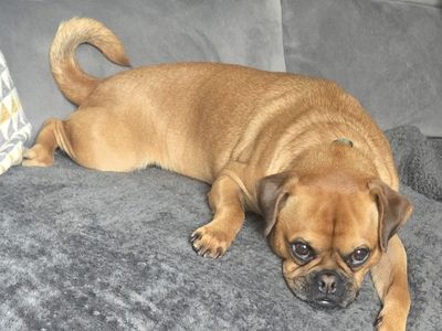 Mops | Terrier (Jack Russell) Cross | Salisbury (Wiltshire) - 2