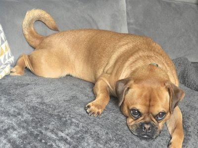 Mops | Terrier (Jack Russell) Cross | Salisbury (Wiltshire) - 3