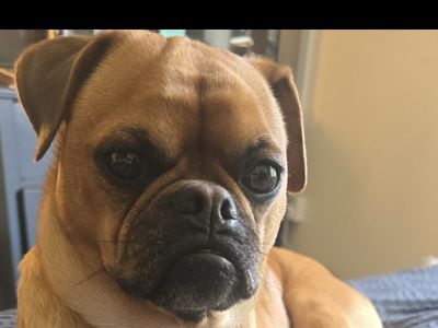 Mops — Terrier (Jack Russell) Cross