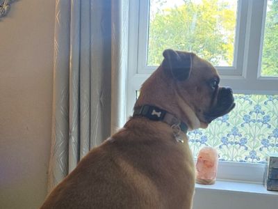 Mops | Terrier (Jack Russell) Cross | Salisbury (Wiltshire) - 2