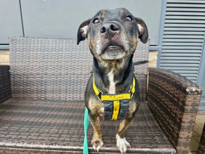 Huxley | Terrier (Staffordshire Bull) Cross | Cardiff - 5