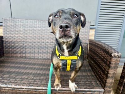 Huxley | Terrier (Staffordshire Bull) Cross | Cardiff - 3