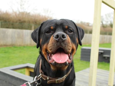 Bertie | Boxer Cross | Newbury (Berkshire) - 3