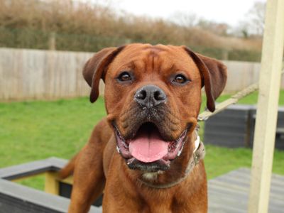 Kobi | Boxer Cross | Newbury (Berkshire) - 3