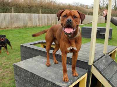 Kobi | Boxer Cross | Newbury (Berkshire) - 1