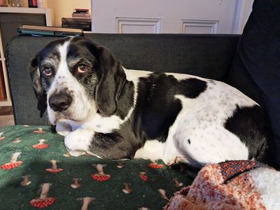 Jango | Beagle Cross | Merseyside (Liverpool) - 3