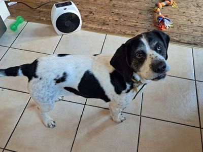 Jango | Beagle Cross | Merseyside (Liverpool) - 5