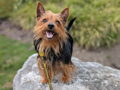Romeo | Terrier (Australian Silky) | Cardiff - 5