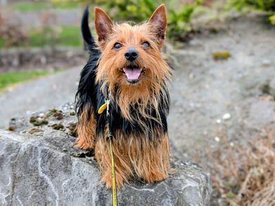 Romeo | Terrier (Australian Silky) | Cardiff - 3