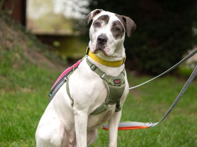 Bella | Boxer Cross | Kenilworth (West Midlands) - 3