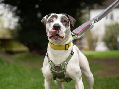 Bella | Boxer Cross | Kenilworth (West Midlands) - 5