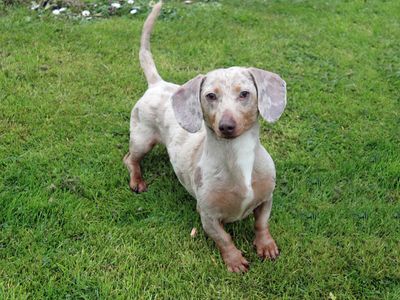 Comet | Dachshund (Miniature Smooth Haired) | Merseyside (Liverpool) - 3