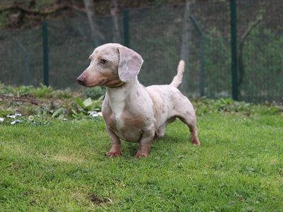 Comet | Dachshund (Miniature Smooth Haired) | Merseyside (Liverpool) - 2