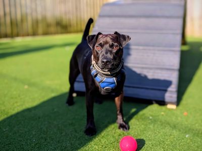 Merlin | Terrier (Jack Russell) Cross | Cardiff - 3