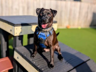 Merlin | Terrier (Jack Russell) Cross | Cardiff - 5