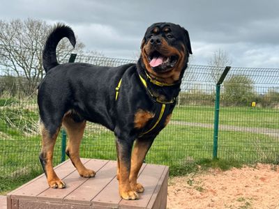 Tyson | Rottweiler | Shrewsbury (Shropshire) - 3